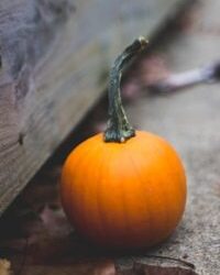Benefits of pumpkin in our diet and skin care products.